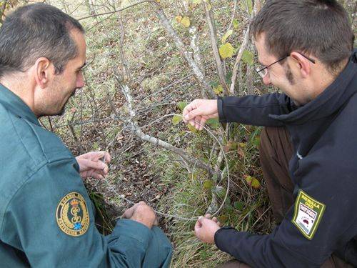 Aparecen trampas de caza con riesgo para el oso en Asturias y León